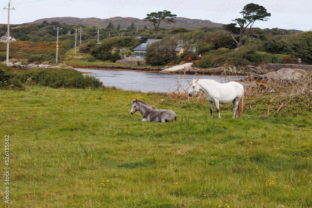 Two irish horses in a meadow field