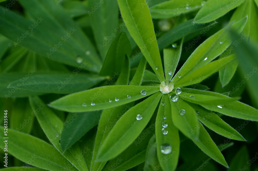Water drops on a green lupinus leaf Water drops on a green lupinus leaf