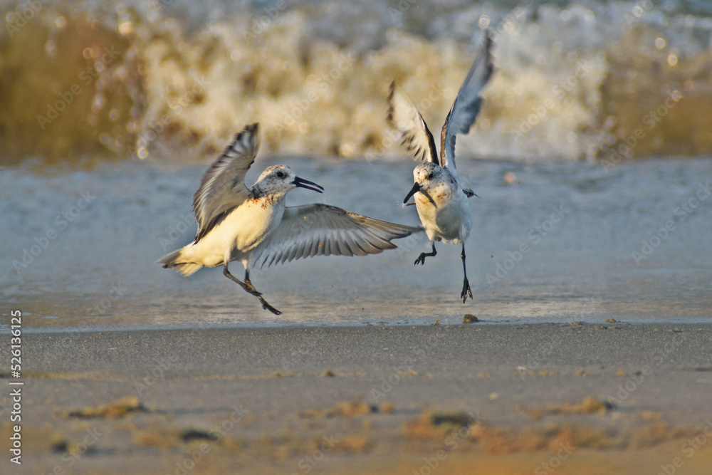Two birds interacting on the beach in front of the ocean - unique and
