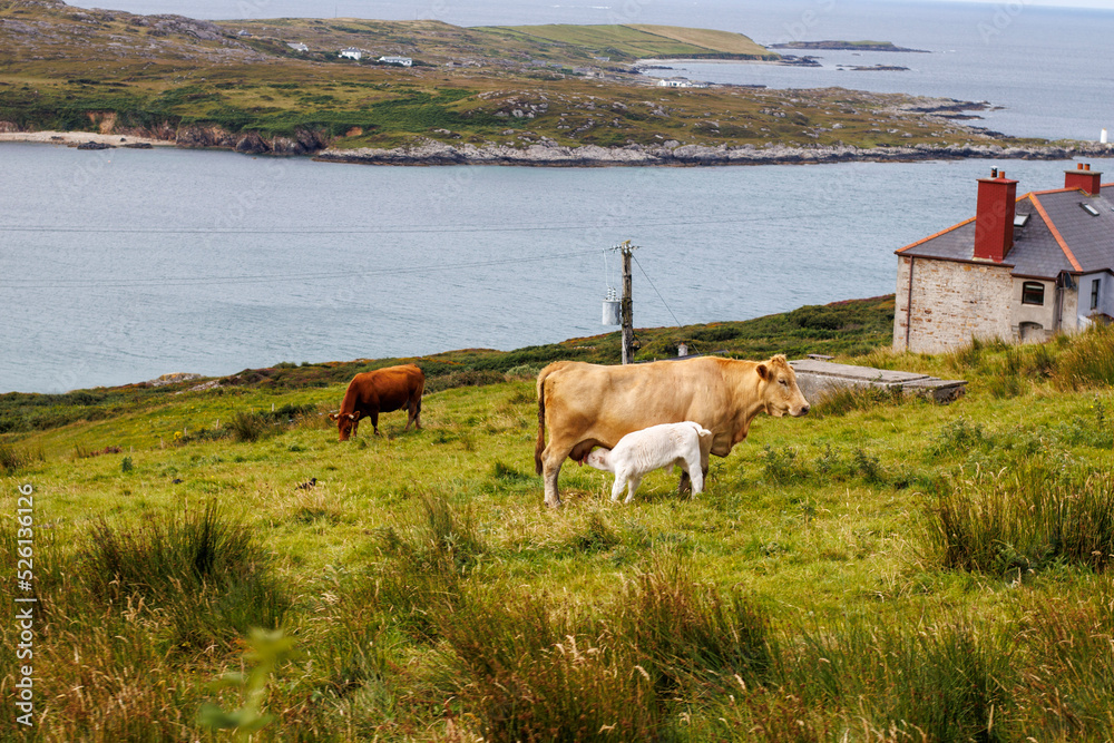 cows on a meadow near to the coast