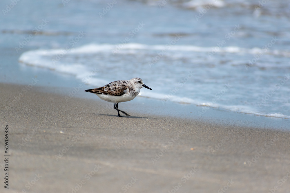Palmated Sandpiper Bird Walking on Beach with Ocean Water in Background on Delaware USA Beach Palmated Sandpiper Bird Walking on Beach with Ocean Water in Background on Delaware USA Beach