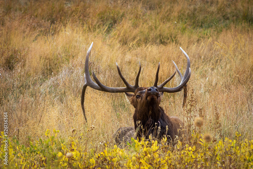 bull elk in the field © Bob