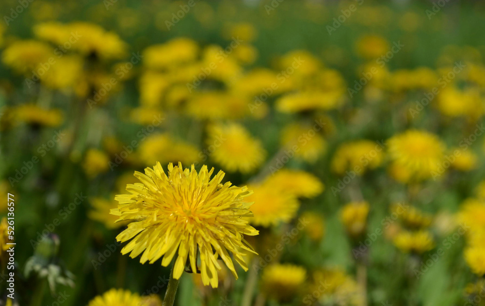 Yellow dandelions on grass Yellow dandelions on grass