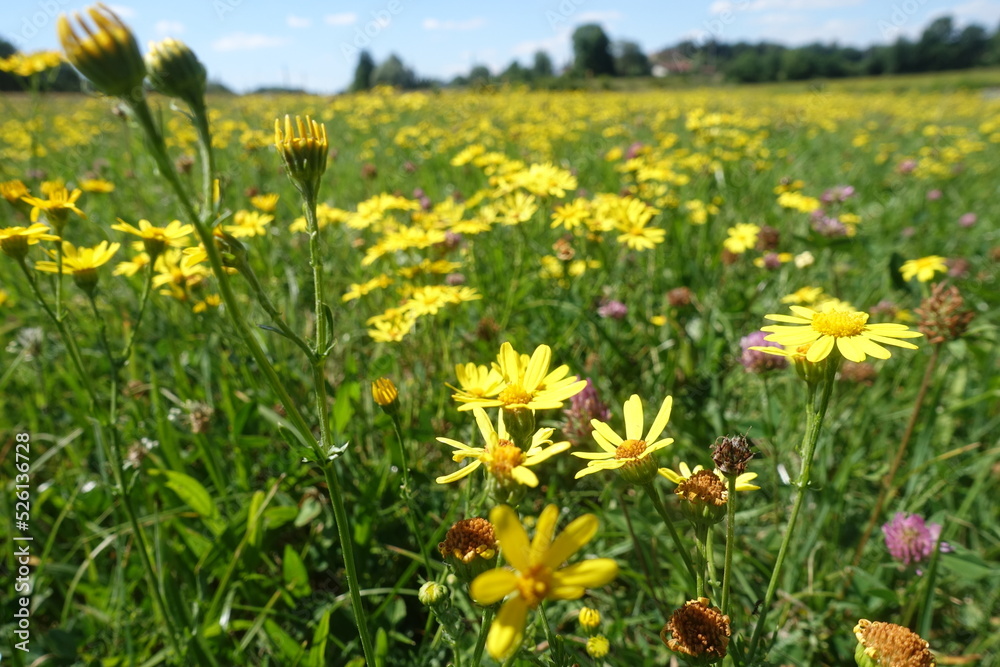 Schöne Landschaft in Donau-Ries, Bayern