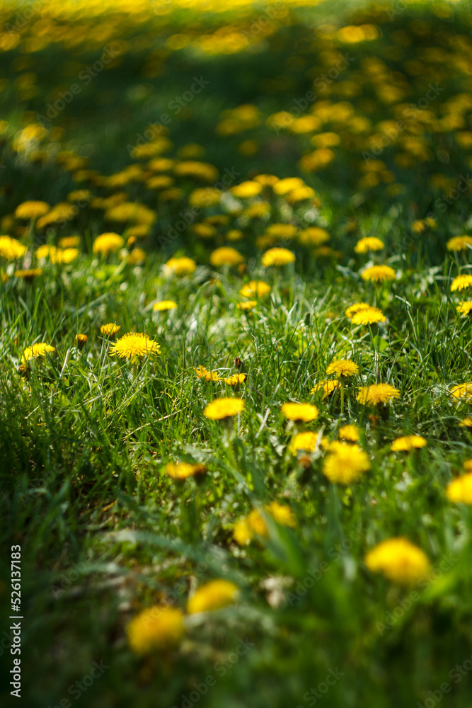 Yellow dandelions Yellow dandelions