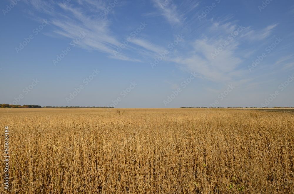 Wheat field and sky