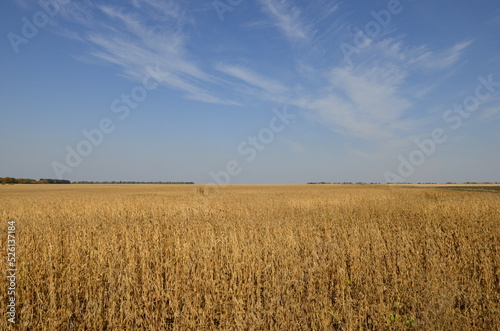 Wheat field and sky