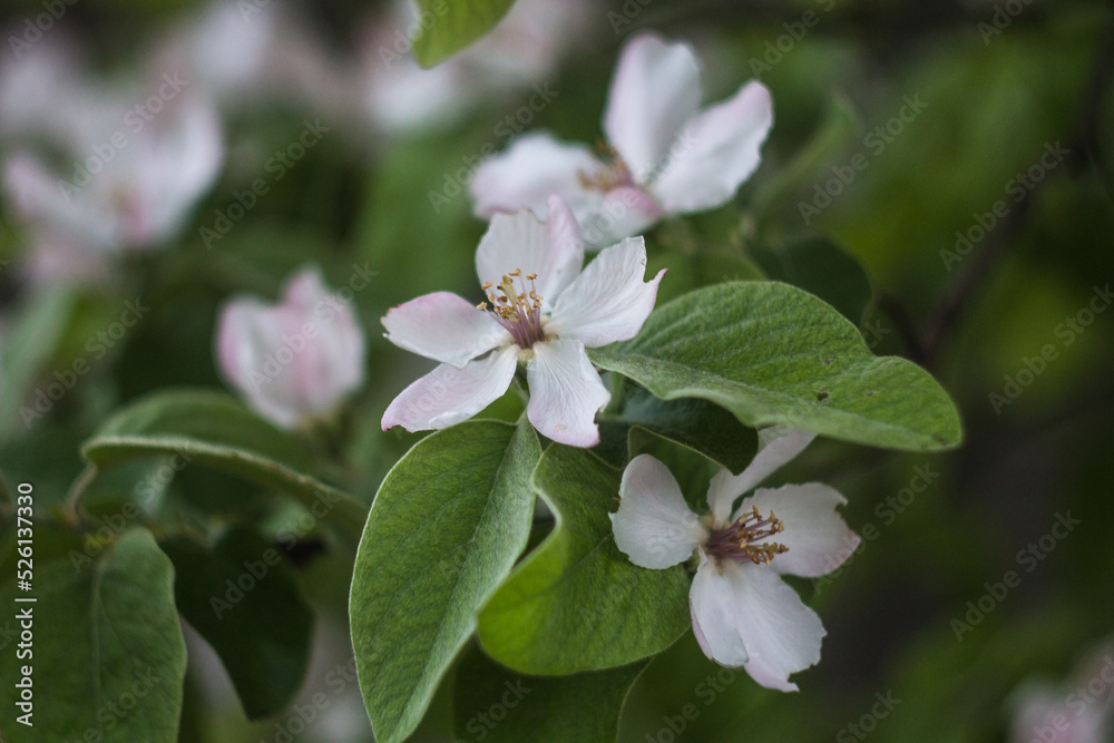 Quince blossom Quince blossom
