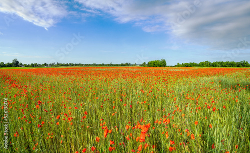 Wheat field and red poppy flowers, Ukraine © wildman