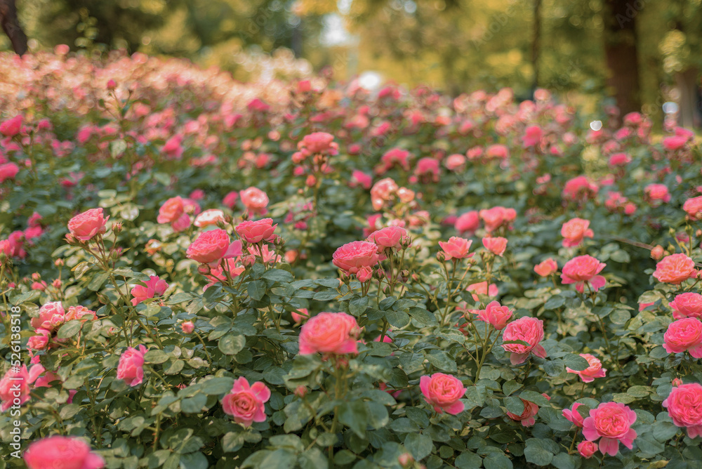 Bushes of pink roses. Flower bed with roses.