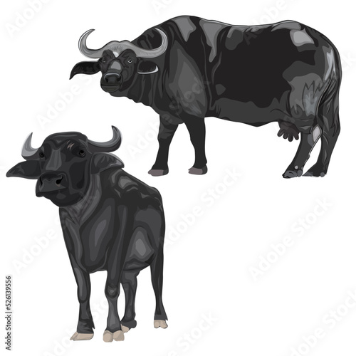 Indian beautiful Buffalo water buffalo