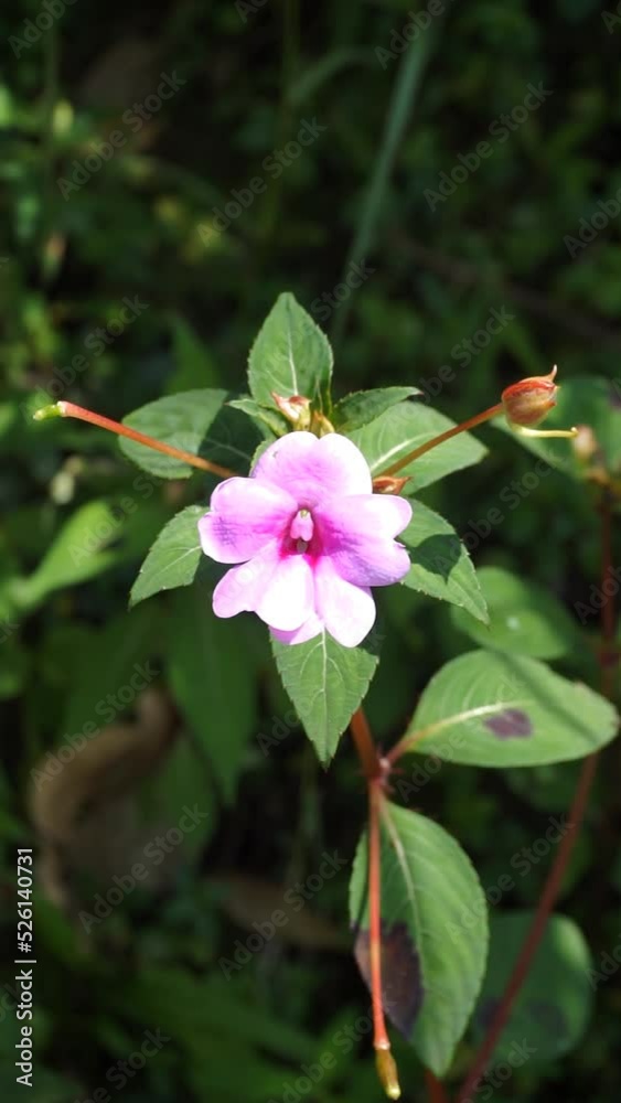 beautiful pink flower in bloom on blur background beautiful pink flower in bloom on blur background