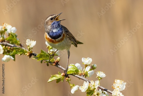 Closeup shot of a singing bluethroat bird perched on a floral branch photo