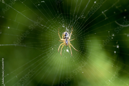 Araignée © Antoine