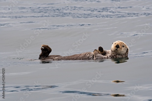 Sea Otter Floating in Kachemak Bay, Alaska © Richard