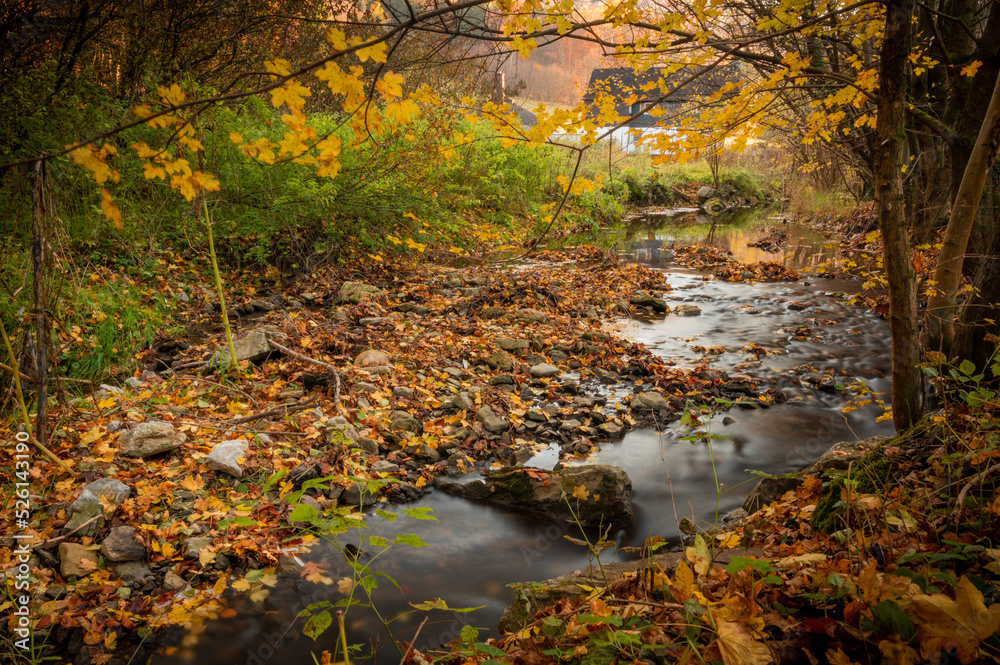 autumn in the forest