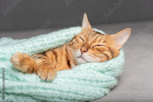 Domestic cat sleeps wrapped in a warm sweater.