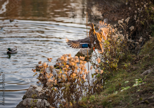 duck in the pond