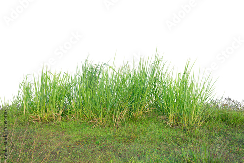Wild grass isolated on white. PNG file.