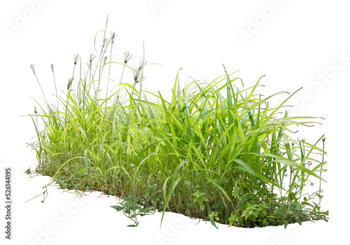 Wild grass isolated on white. PNG file. © johannes