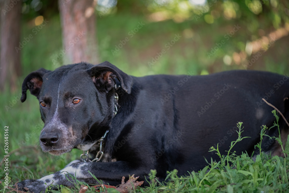 A black angry labrador in a metal collar is tied to a tree in the park.