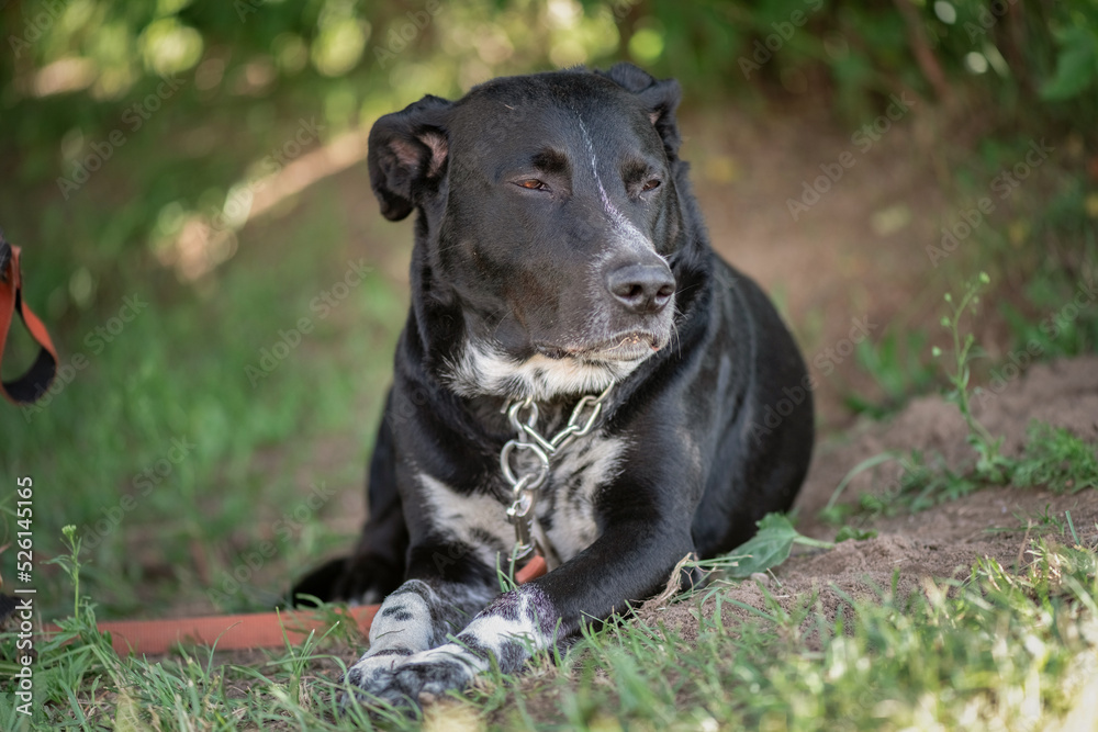 A black angry labrador in a metal collar is tied to a tree in the park. A black angry labrador in a metal collar is tied to a tree in the park.