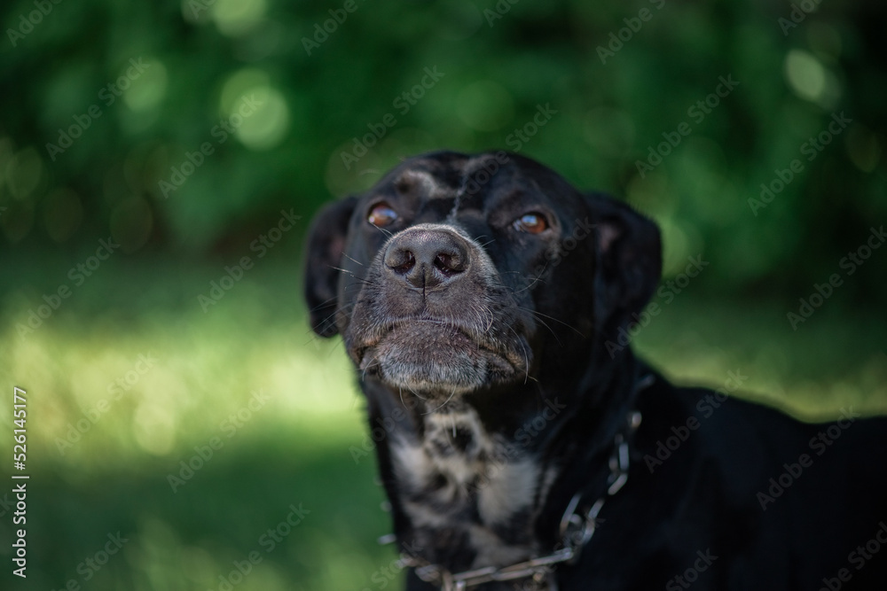 A black angry labrador in a metal collar is tied to a tree in the park.