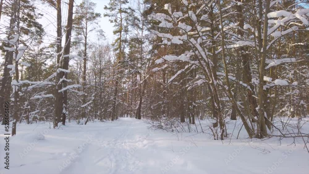 Video of winter forest at sunny day. Country road in winter. Video of winter forest at sunny day. Country road in winter.