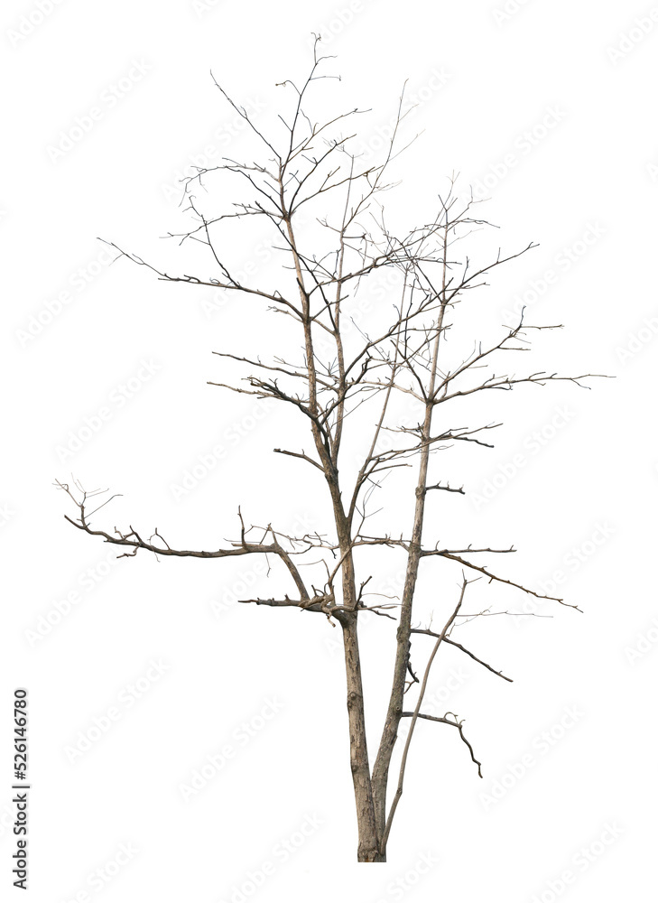 Leafless tree on white background. PNG file. Leafless tree on white background. PNG file.