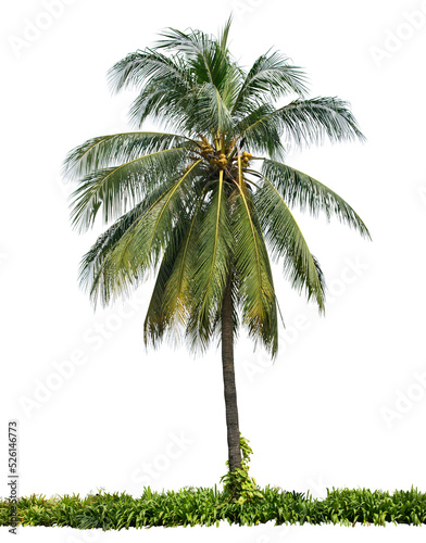 Coconut tree