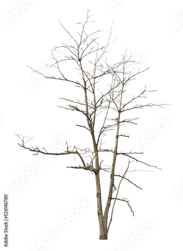 Leafless tree on white background. PNG file.