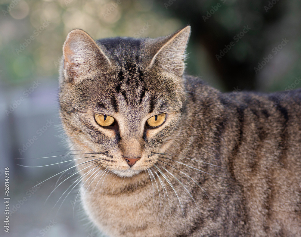 Gatto domestico, Felis catus, gatto razza europea, gatto tigrato con occhi ambrati Gatto domestico, Felis catus, gatto razza europea, gatto tigrato con occhi ambrati
