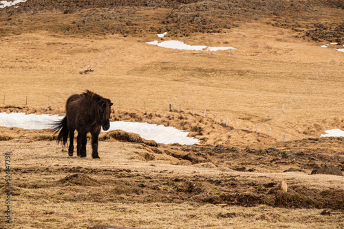 A single Icelandic horse with a dark brown coat in an early spring pasture in southwest Iceland © teddiviscious