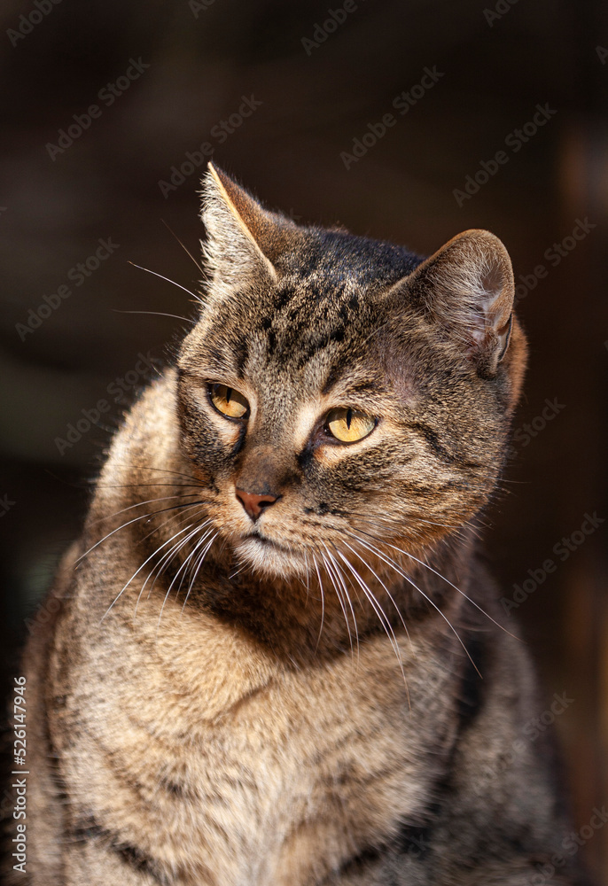 Frontline Combo Gatti E Gattini 1 Pipetta - AquaZooMania Shop - Foto 11