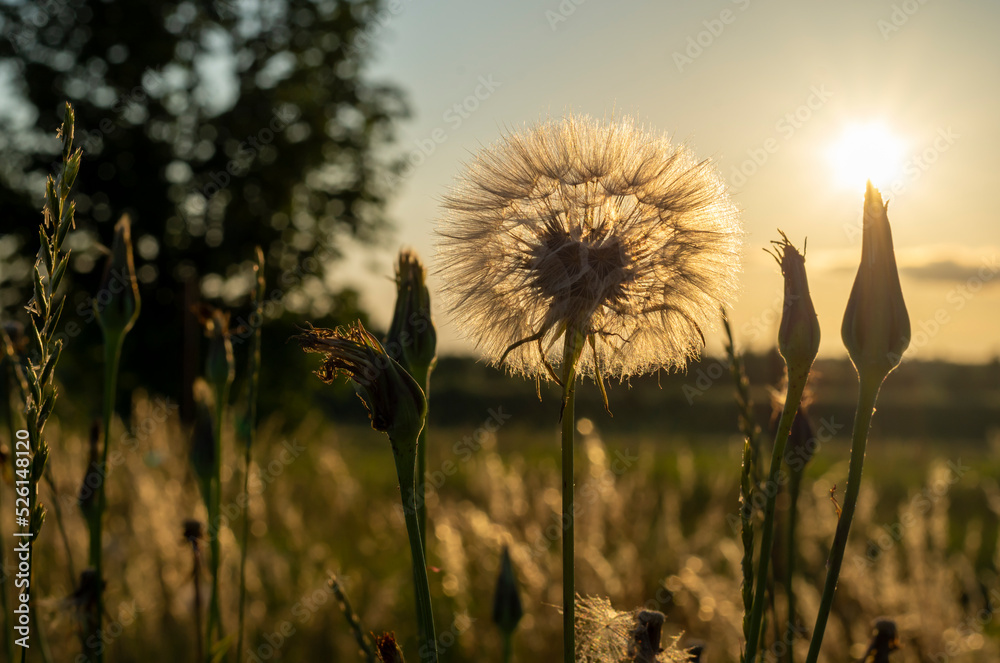 Dandelions against the backdrop of the setting sun close-up. Nature and flower botany