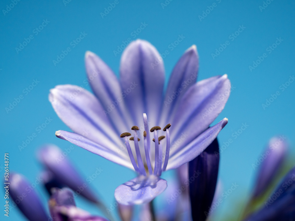 Fototapeta premium Bright blue flowers of Agapanthus praecox, also known as African lily or Lily of the Nile.