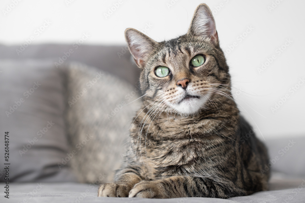 gestreifte Katze liegt auf der Couch