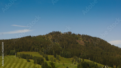 forest in the mountains
