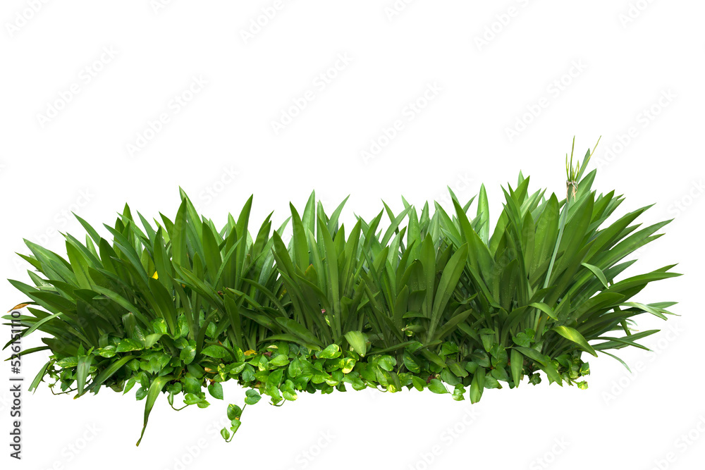 Tropical plant isolated on white background. PNG file. - obrazy, fototapety, plakaty 