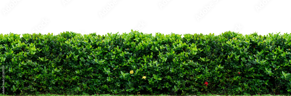 Shrub isolated on white background. png file.