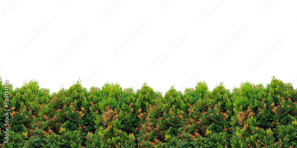 Shrub foliage isolated on white background. png file.