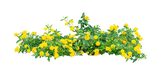 Small yellow bush flowers on white. PNG isolate file.