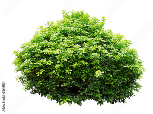 Fotografiet Ornamental tree isolated on white background. PNG isolate file.