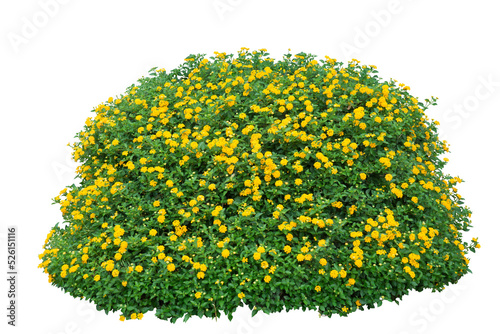 Fototapet Small yellow bush flowers on white. PNG isolate file.