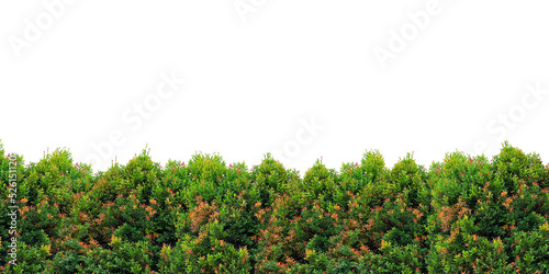 Shrub foliage isolated on white background. png file. © johannes