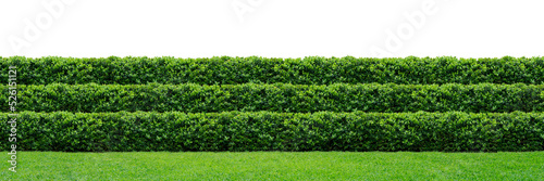 Three layers of green hedge
