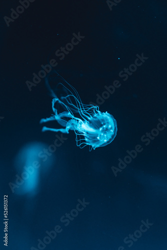 jelly fish in the water © Luk