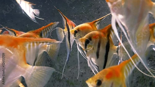 Close-up of many angelfish in the aquarium. Pterophyllum scalare, most commonly referred to as the angelfish or freshwater angelfish. Close-up View. photo