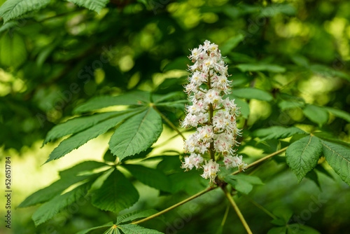 Flowering inflorescence amidst the green leaves of a horse chestnut tree (Aesculus hippocastanum), Weserbergland, Germany