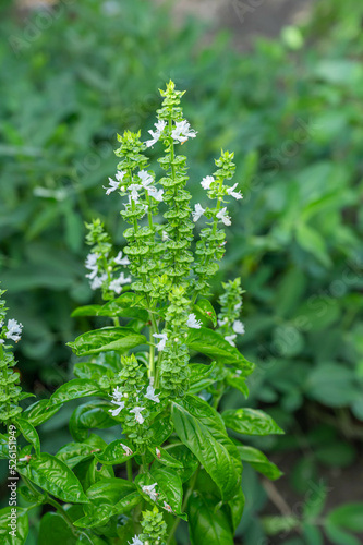 花咲く庭のスイートバジル
